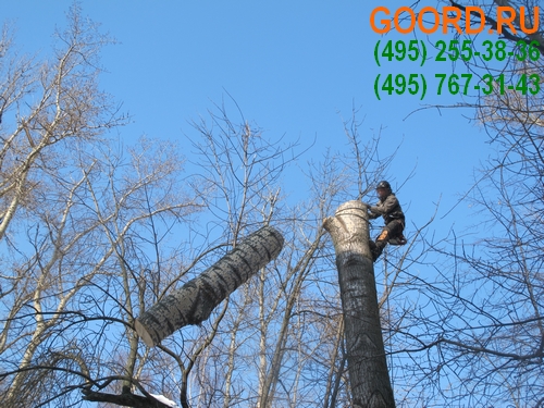 услуги по обрезке деревьев в Москве и Подмосковье